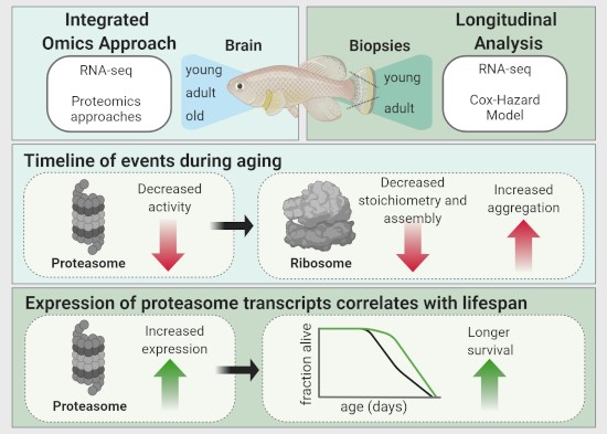 Fig.1 A timeline of proteostasis collapse: Early proteasome decline drives brain aging through ribosome imbalance and aggregation. (OA Literature)