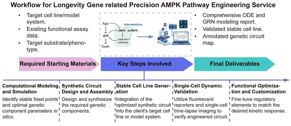 A simple procedure for longevity gene related precision AMPK pathway engineering. (Creative Biolabs Original)