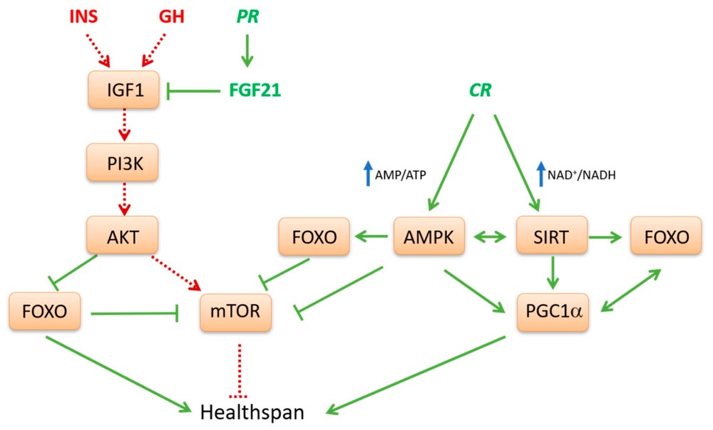 Fig.1 Integrating nutrient-sensing networks to promote health span. (OA Literature)