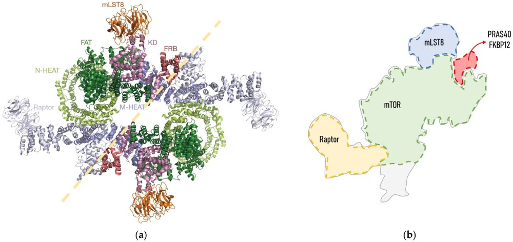 Fig.1 Structure of human mTORC1. (OA Literature)