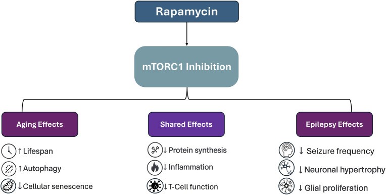Fig.2 Mechanisms of mTORC1 inhibition: Rapamycin's pleiotropic outcomes in aging and epilepsy. (OA Literature)
