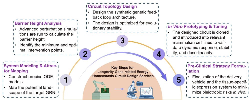 A simple procedure for longevity gene related energy homeostasis circuit design services. (Creative Biolabs Original)