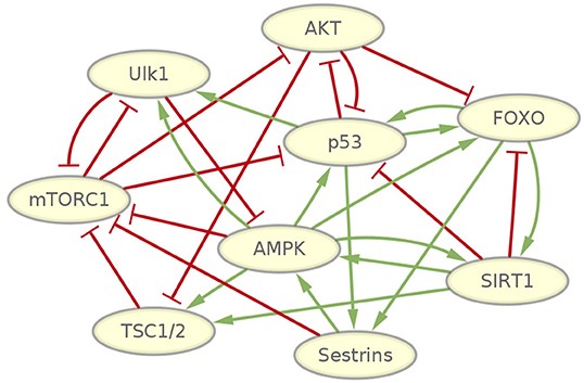 Fig.1 The gene regulatory circuitry of mammalian cellular aging. (OA Literature)