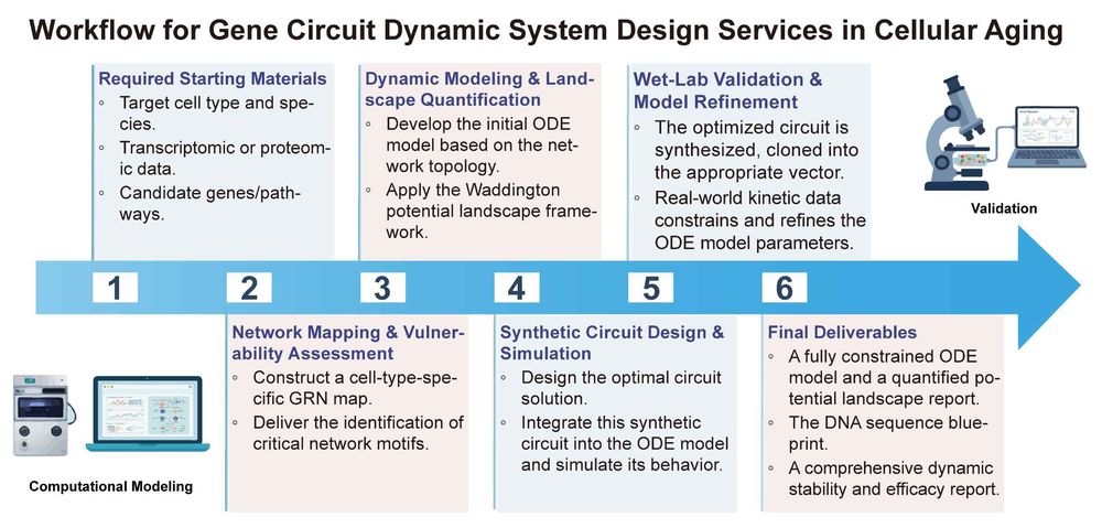 A simple procedure for gene circuit dynamic system design services in cellular aging. (Creative Biolabs Original)