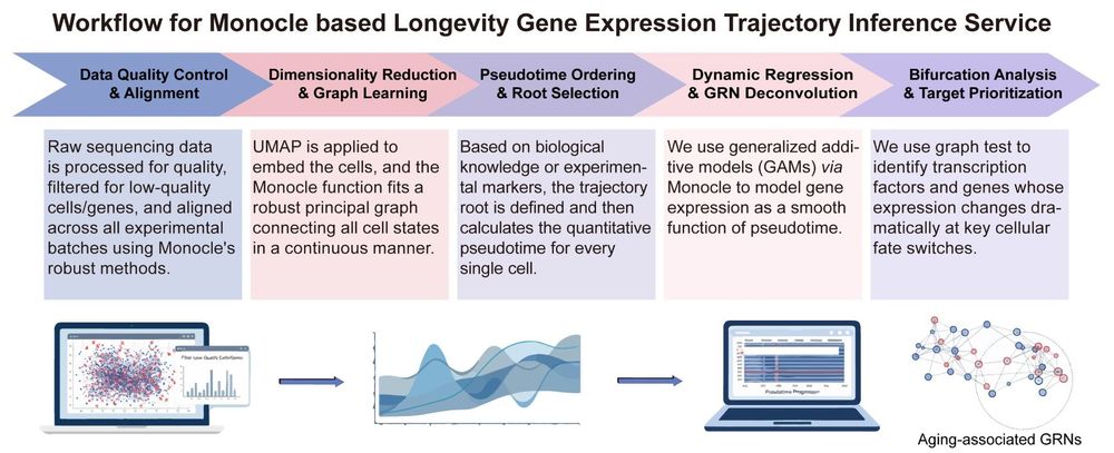A simple procedure for Monocle based longevity gene expression trajectory inference. (Creative Biolabs Original)