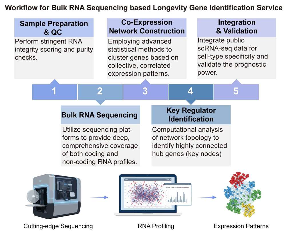 A simple procedure for bulk RNA sequencing based longevity gene identification service. (Creative Biolabs Original)