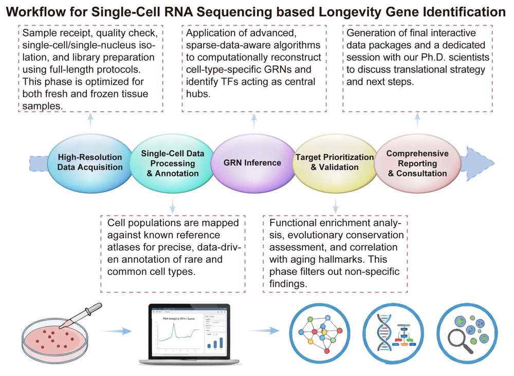 A simple procedure for scRNA-seq based longevity gene identification service. (Creative Biolabs Original)
