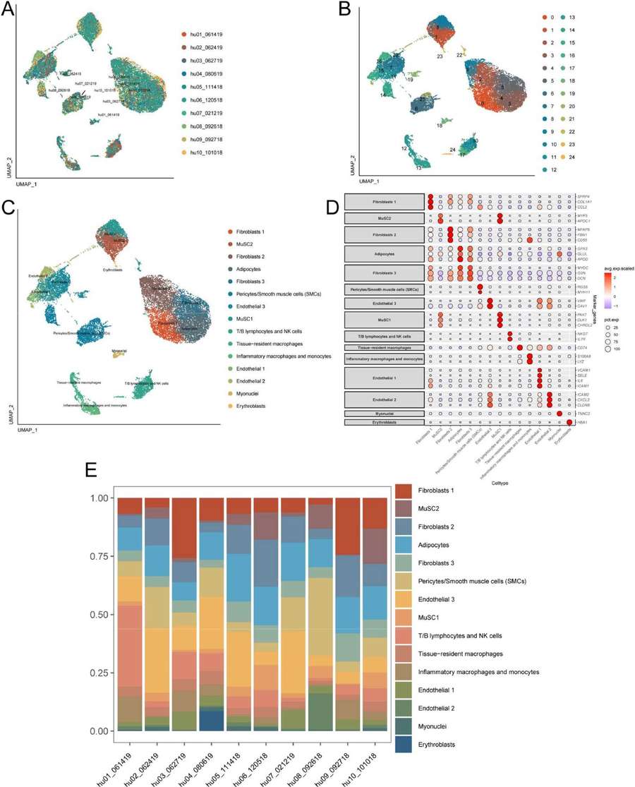 Fig.1 The cellular landscape of aging skeletal muscle at single-cell resolution. (OA Literature)