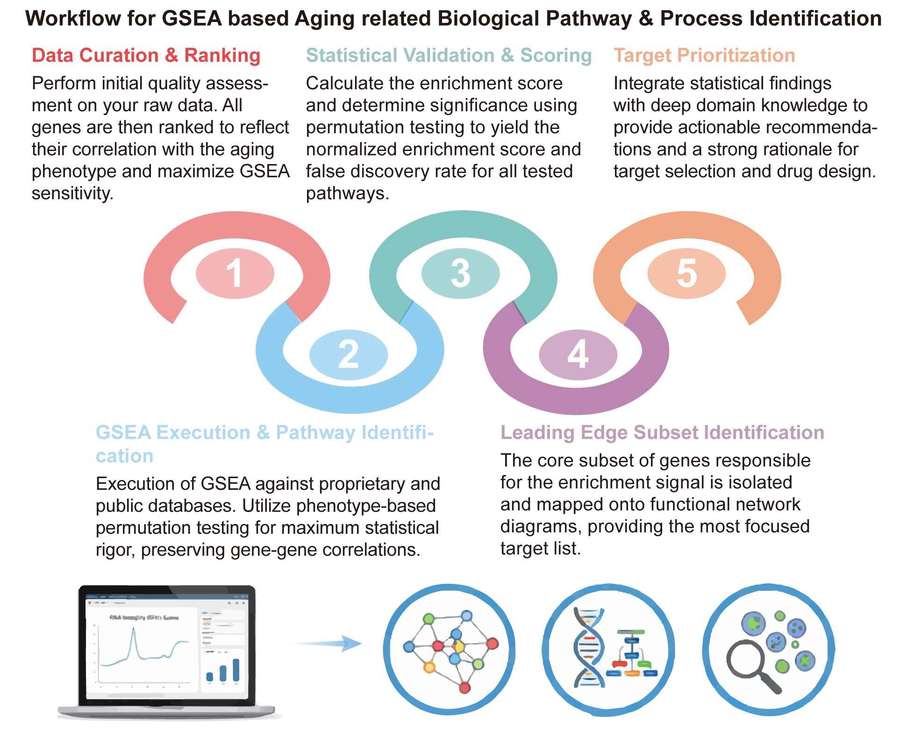 A simple procedure for GSEA based aging related biological pathway & process identification service. (Creative Biolabs Original)