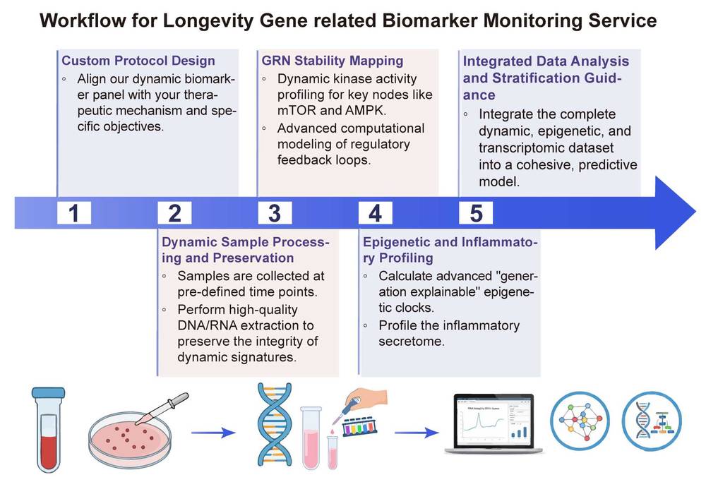 A simple procedure for longevity gene related biomarker monitoring service. (Creative Biolabs Original)
