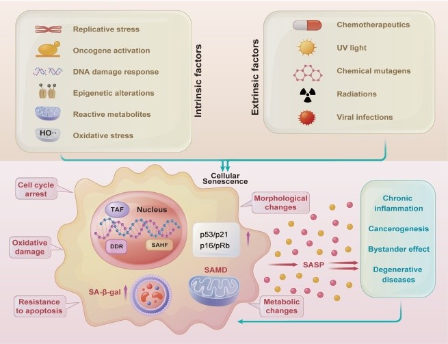 Fig.1 The risks of SASP: Negative consequences triggered by cellular senescence. (OA Literature)
