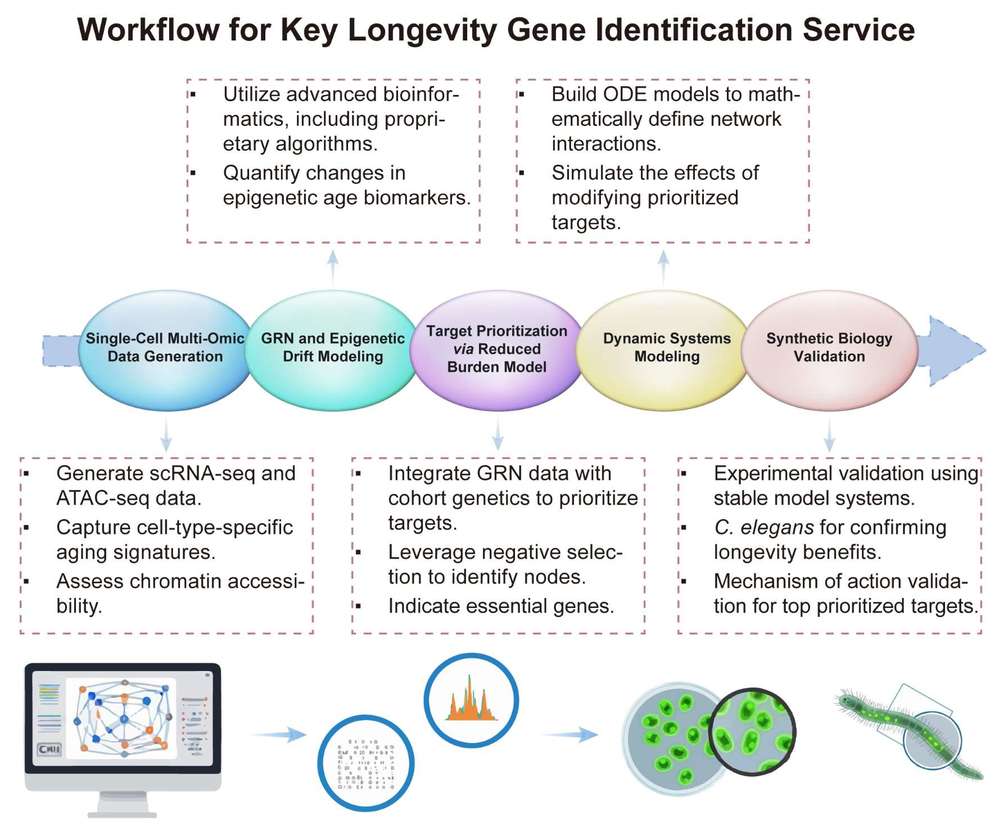 A simple procedure for key longevity gene identification. (Creative Biolabs Original)