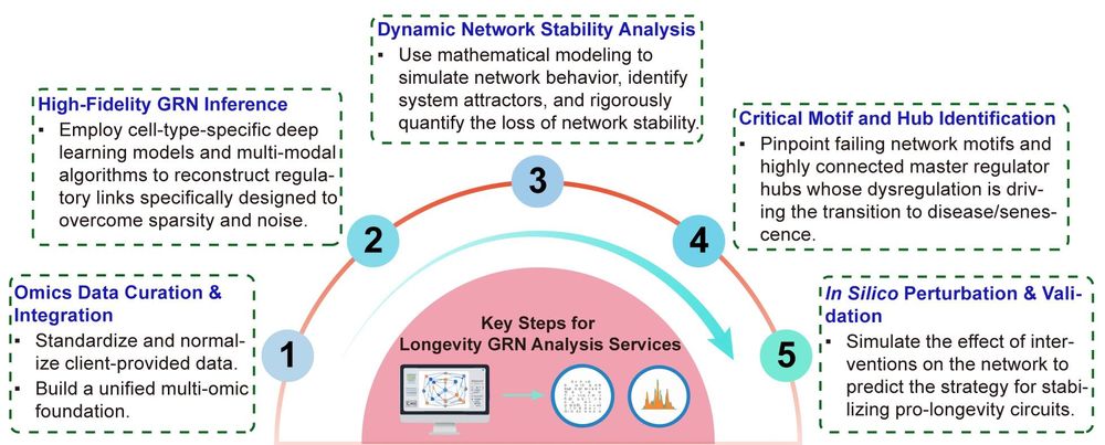 A simple procedure for longevity GRN analysis. (Creative Biolabs Original)