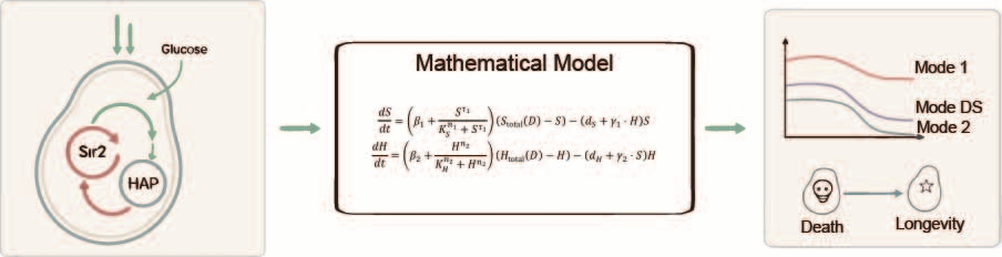 Fig 1. Mathematical Modeling and simulation of longevity gene regulation. (Creative Biolabs Original)