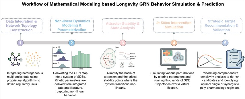 Core steps of mathematical modeling based longevity GRN behavior simulation & prediction service. (Creative Biolabs Original)