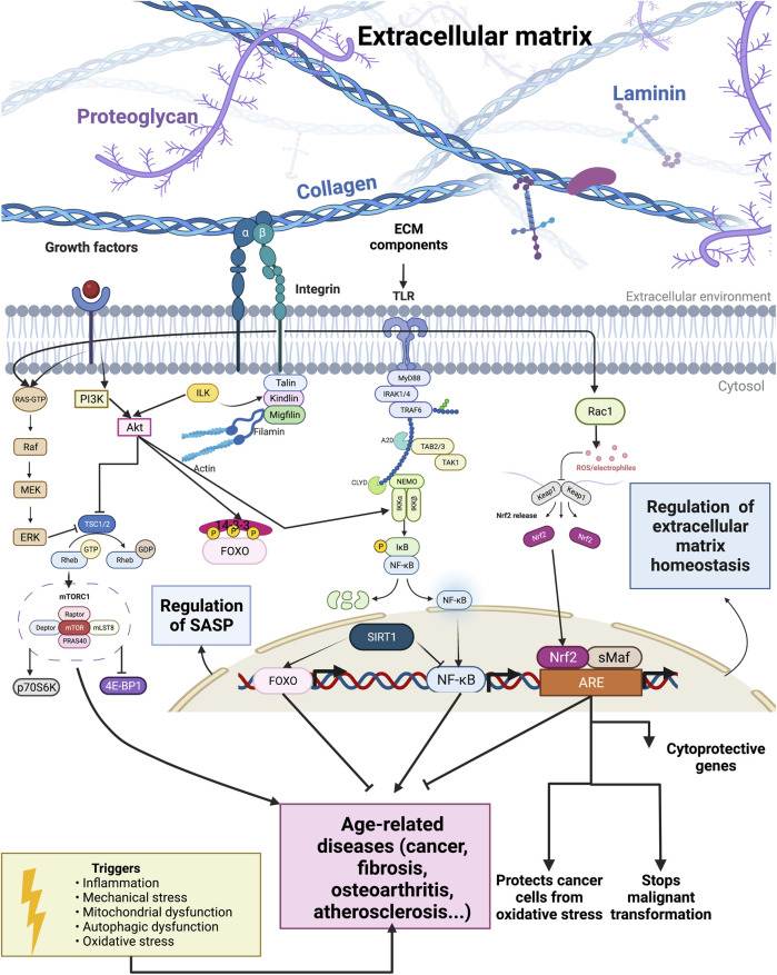 Fig 1. Overview of longevity pathways and extracellular matrix components. (OA Literature)