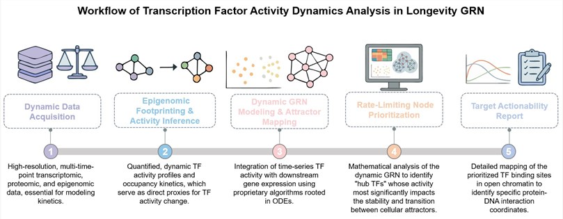 Core steps of transcription factor activity dynamics analysis. (Creative Biolabs Original)