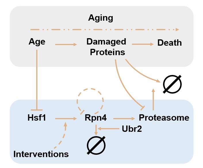 Fig 1. Age-related dysregulation of the proteasome feedback loop impairs its function. (Creative Biolabs Original)