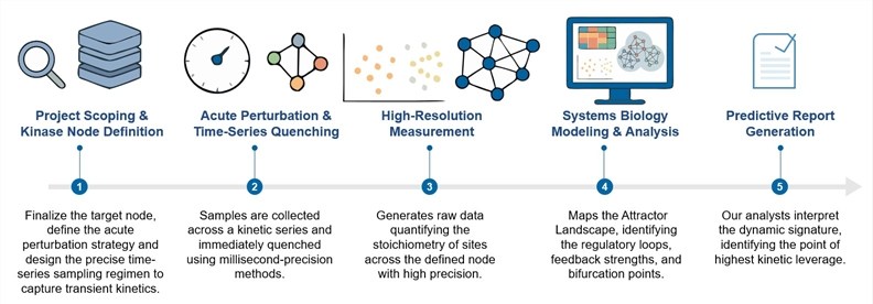 Core steps of multiprotein kinase node dynamics analysis. (Creative Biolabs Original)