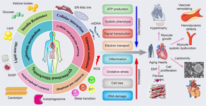 Fig 1. The link between cardiac aging and metabolic pathology. (OA Literature)