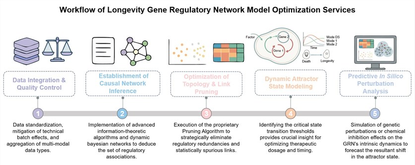 Core steps of longevity GRN modeling optimization service. (Creative Biolabs Original)