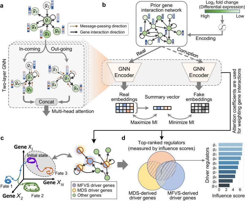 Fig 1. The modules for constructing the GRN and identifying driver regulators. (OA Literature)