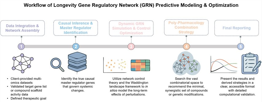 Core steps of Longevity GRN predictive modeling & optimization. (Creative Biolabs Original)