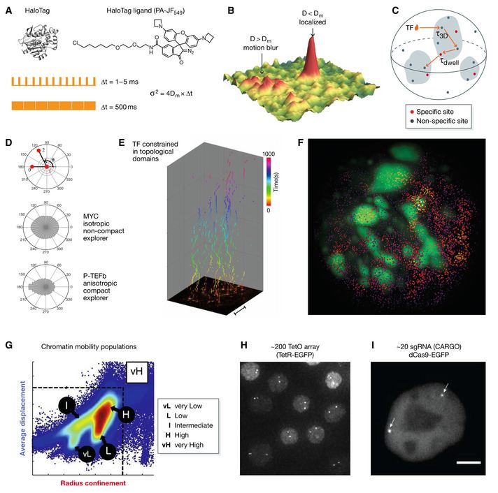 Fig 1. Dynamics of transcription factors and chromatin in living cells. (OA Literature)