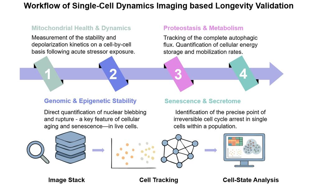 Core steps of single cell dynamics imaging for longevity GRN. (Creative Biolabs Original)