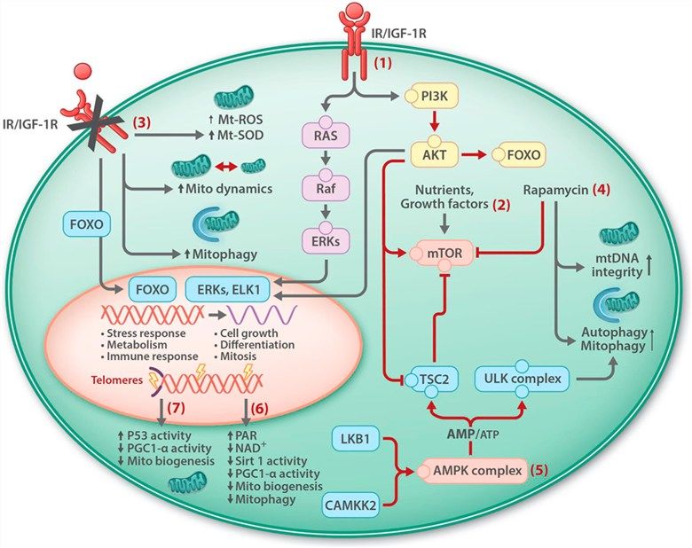 Fig 1. Signaling pathways from mitochondria regulating longevity. (OA Literature)