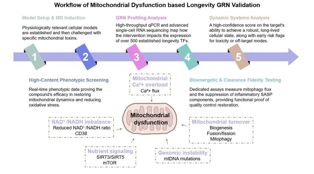Core steps of mitochondrial dysfunction based longevity GRN validation service. (Creative Biolabs Original)