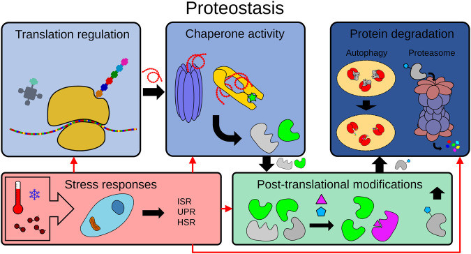 Fig 1. The proteostasis network. (OA Literature)