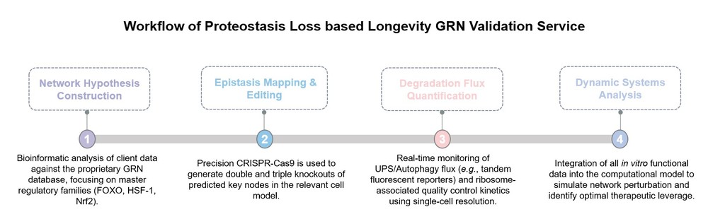 Core steps of proteostasis loss based longevity GRN validation service. (Creative Biolabs Original)