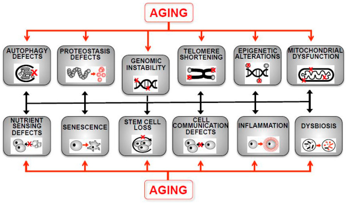 Fig 1. Genomic instability: a foundational hallmark of aging. (OA Literature)