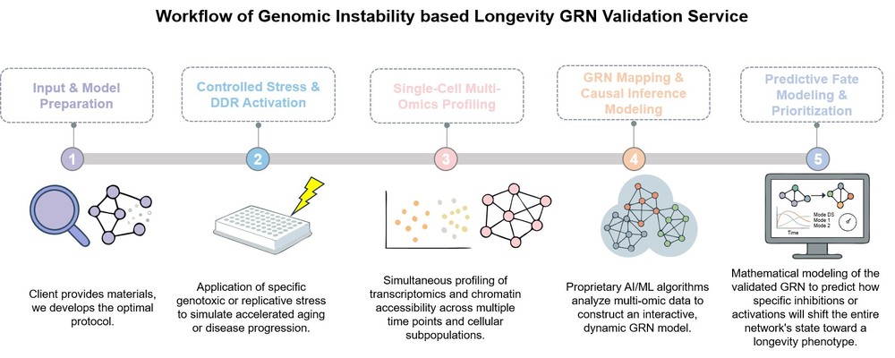 Core steps of genomic instability based longevity GRN validation service. (Creative Biolabs Original)
