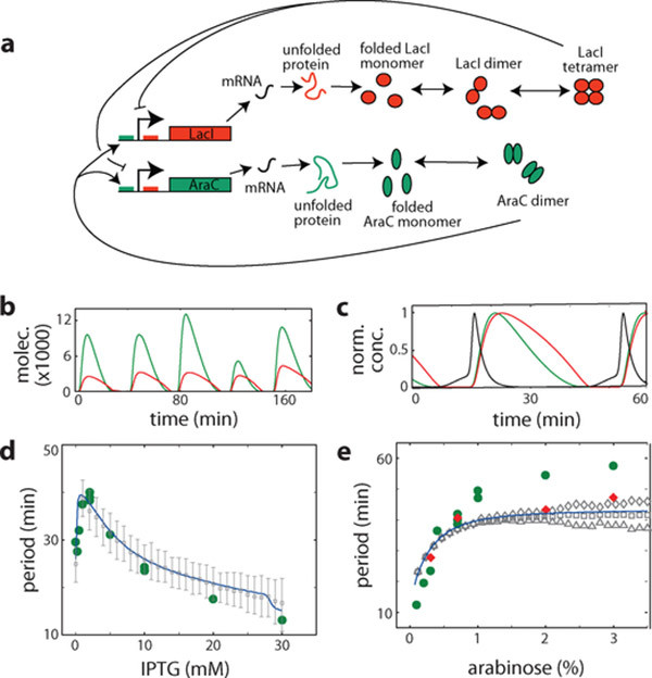 Fig 1. Modeling the genetic oscillator. (OA Literature)