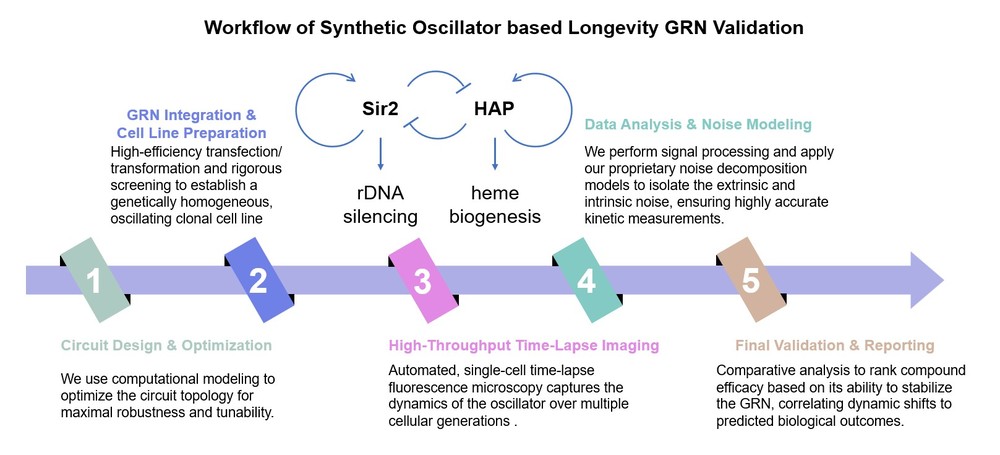 Core steps of the synthetic oscillator based longevity GRN validation service. (Creative Biolabs Original)