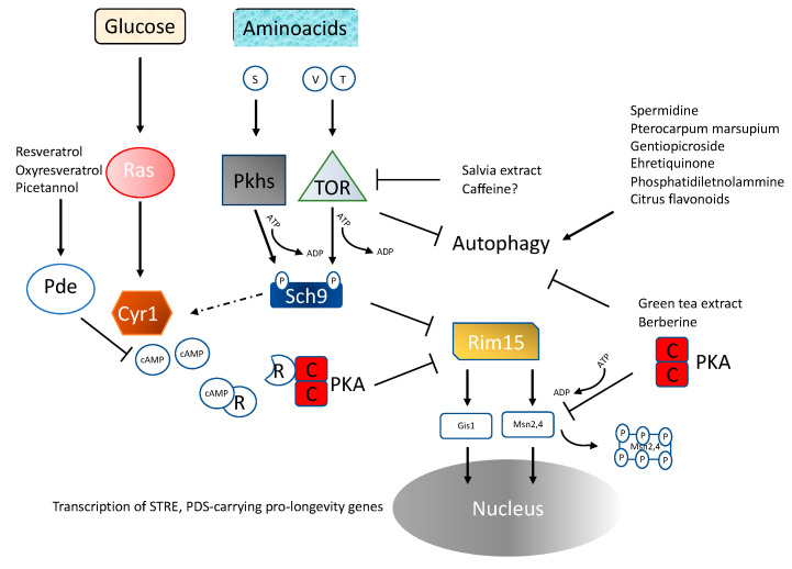 Fig 1. A detailed scheme of yeast longevity/nutrient pathways reporting the natural substances with modulating effects. (OA Literature)