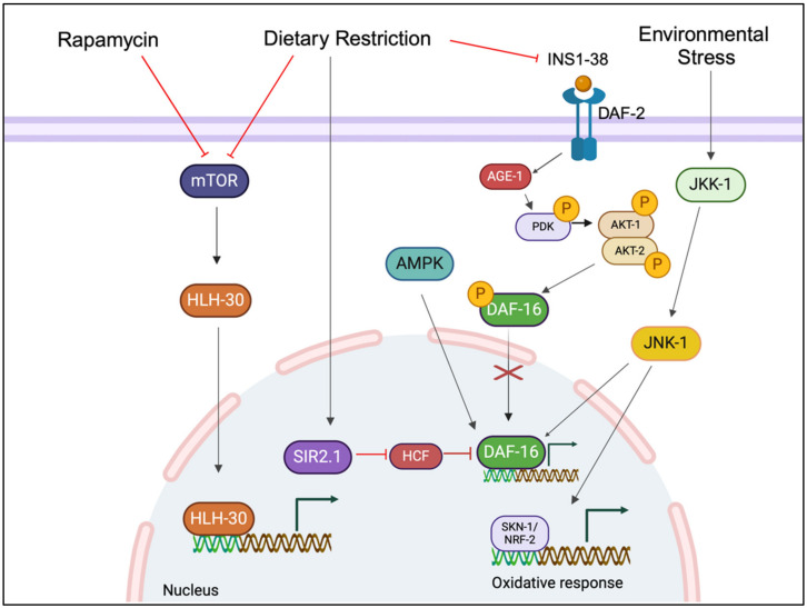 Fig 1. DAF-16/FOXO promotes longevity in C. elegans' aging pathways. (OA Literature)