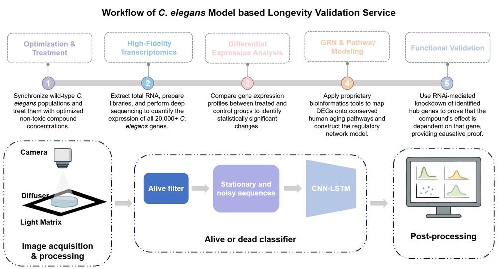 Core steps of the C. elegans model based longevity validation service. (Creative Biolabs Original)