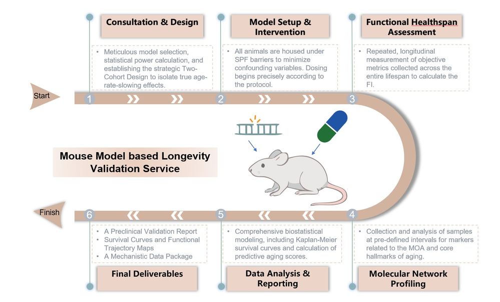 How a mouse model can help in longevity validation service. (Creative Biolabs Original)