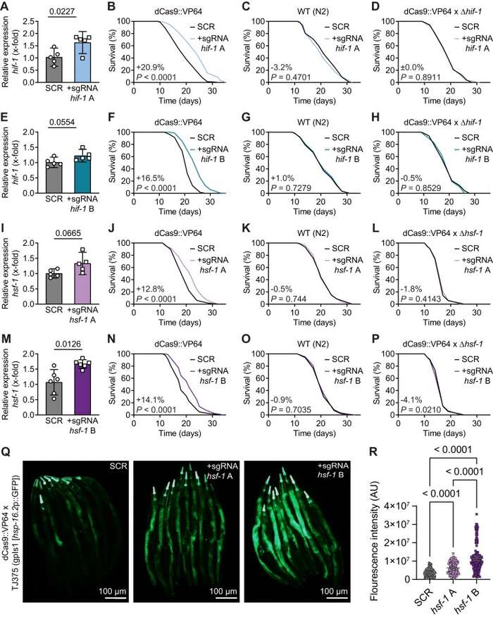 Fig 1. Increased gene expression and lifespan by CRISPRa. (OA Literature)