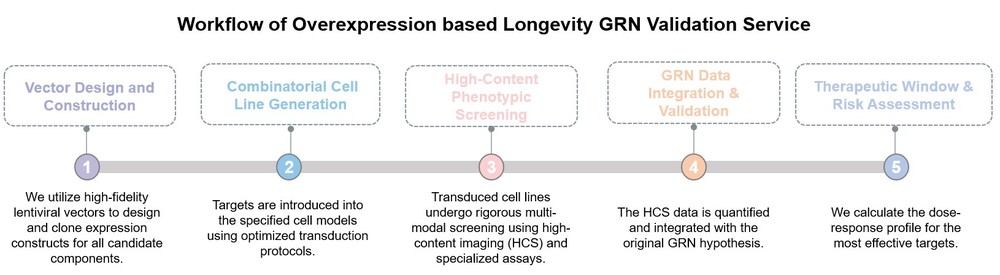 Core steps of overexpression-based longevity GRN validation service. (Creative Biolabs Original)