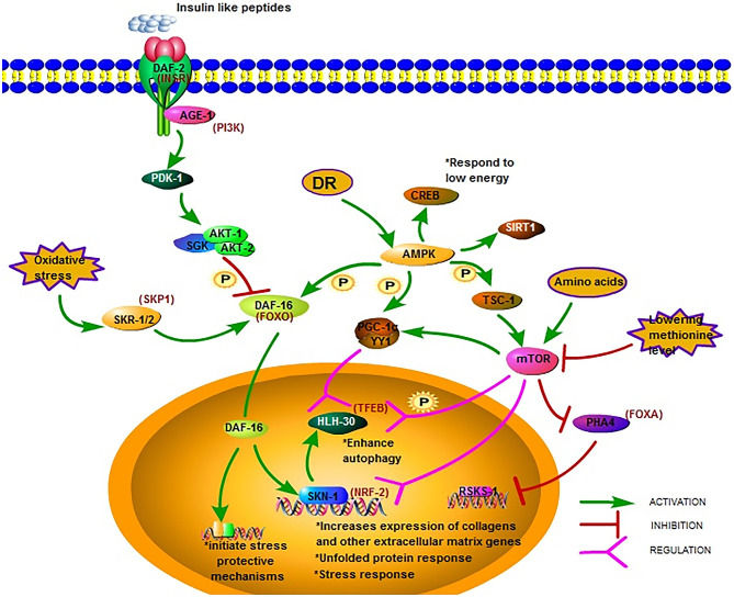 Fig 1. The Insulin/IGF-1 signaling pathway in C. elegans. (OA Literature)