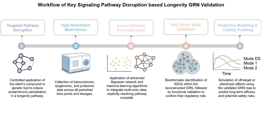 Core steps of validation of longevity GRN through pathway disruption. (Creative Biolabs Original)