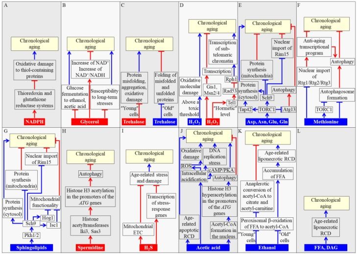 Fig 1. Mechanisms through which the concentrations of some key metabolites define the rate of chronological aging in the yeast Saccharomyces cerevisiae. (OA Literature)