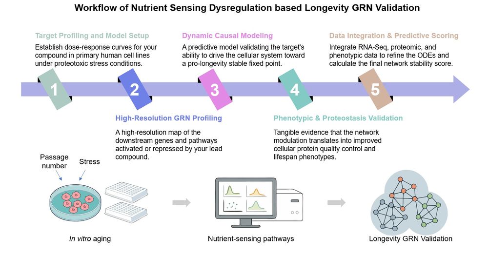 Core steps of nutrient sensing network stability for longevity GRN validation. (Creative Biolabs Original)
