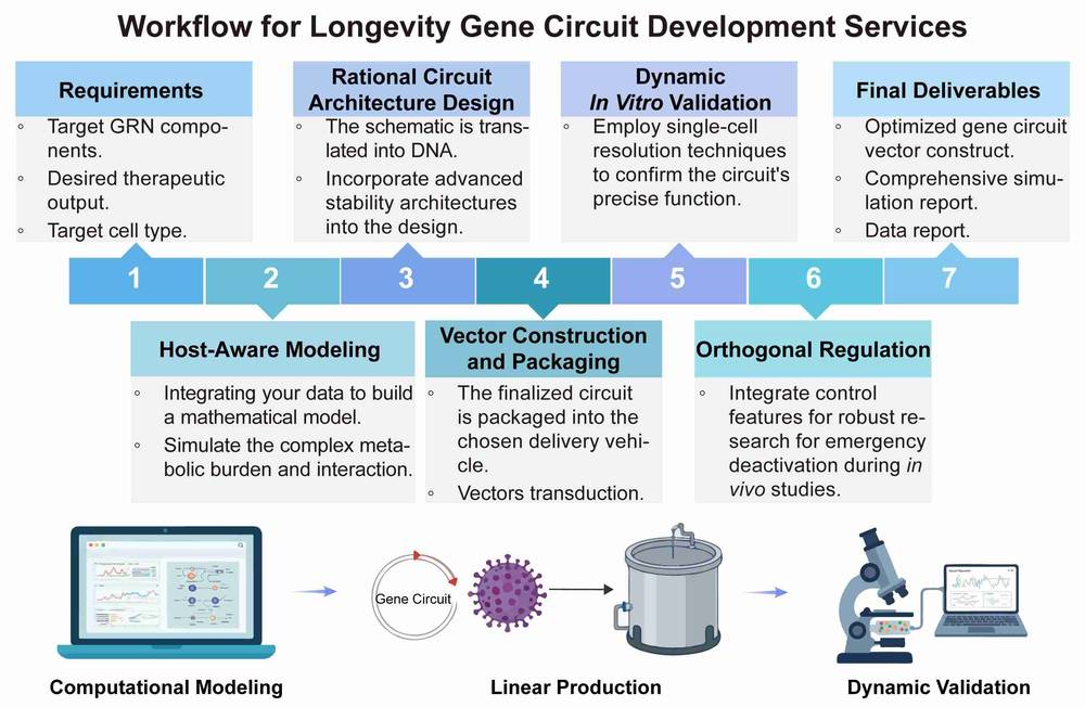 A simple procedure for longevity gene circuit development services. (Creative Biolabs Original)