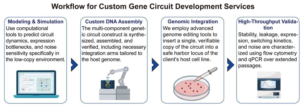 A simple procedure for custom gene circuit development services. (Creative Biolabs Original)