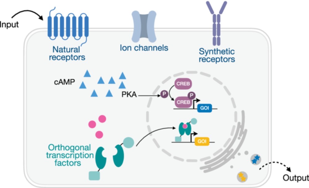 Fig.1 Mechanism of gene transcription switching driven by molecular cues. (OA Literature)